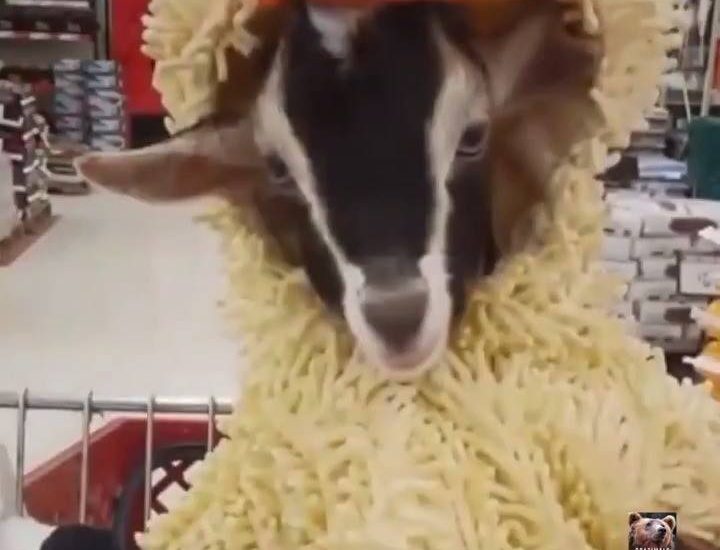 Goat in a Duck Costume