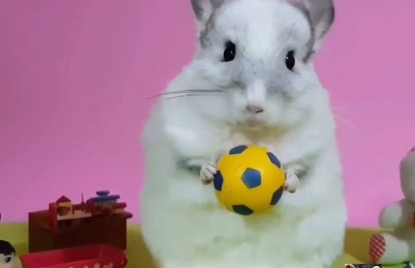 Tuti the Chinchilla and His Toys