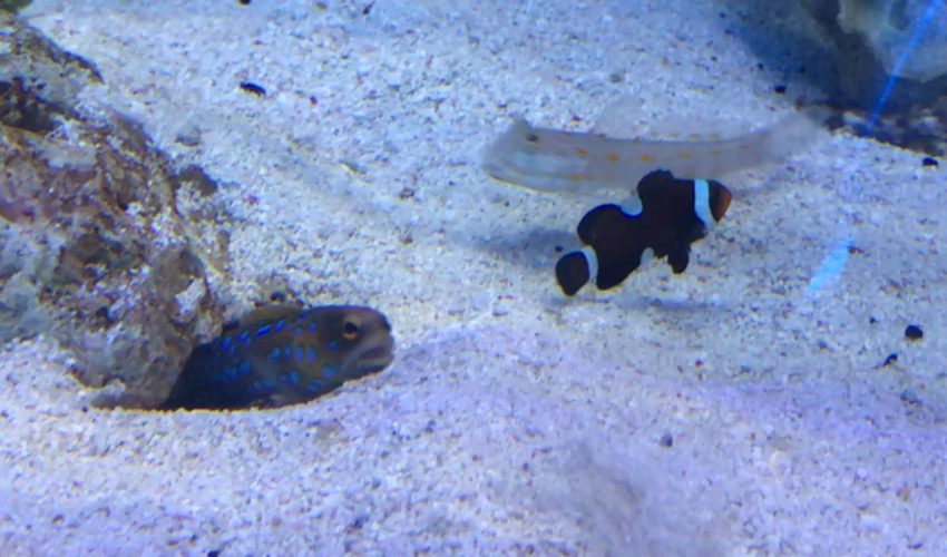 Jerk Neighbour Fish