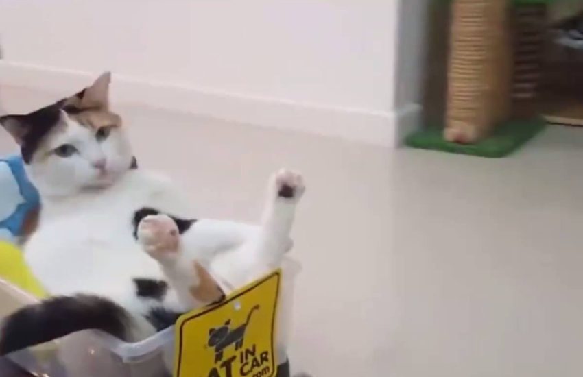 Does this come in human size!? #onedip