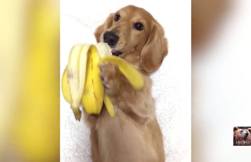 Dog Eats a Banana