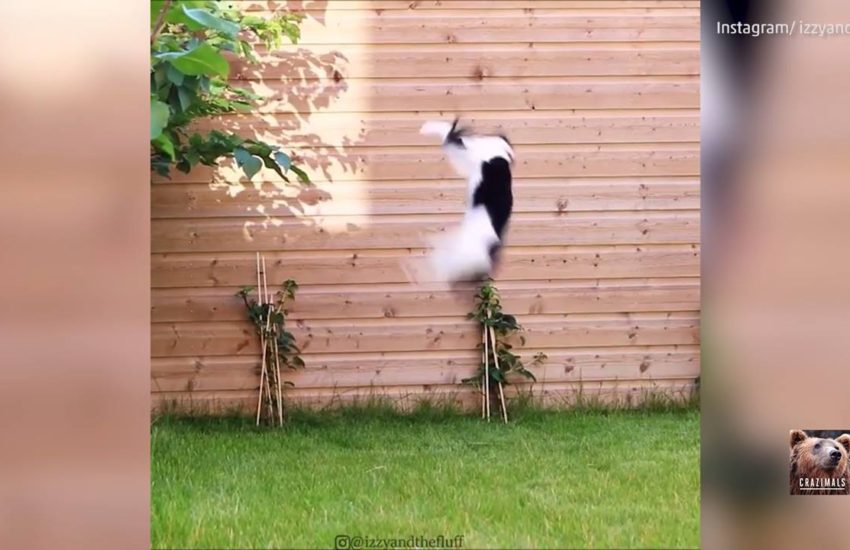 Cat Catches Toy Like a Pro