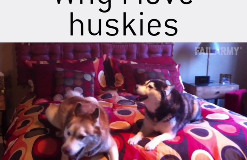 Why I love Huskies