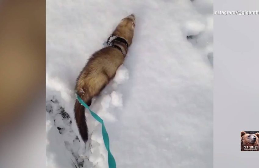 Ferret Goes for Walk in the Snow