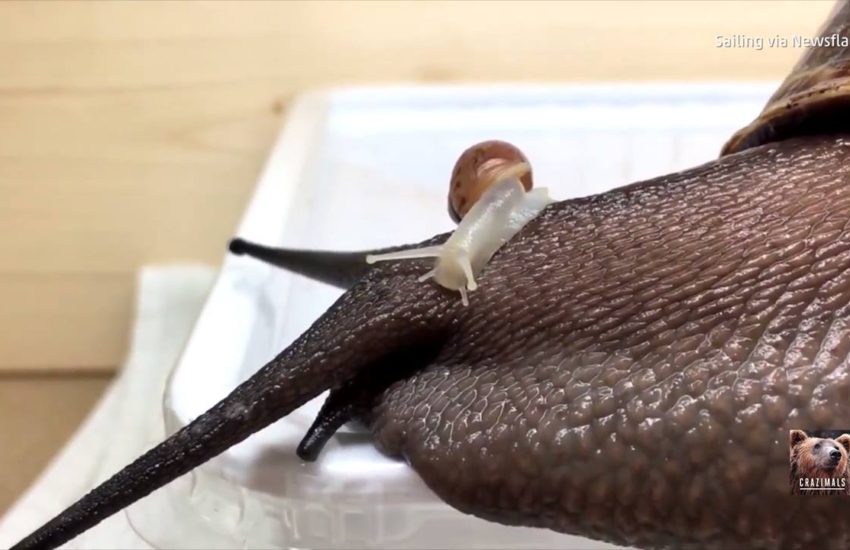 Big Snail, Tiny Snail