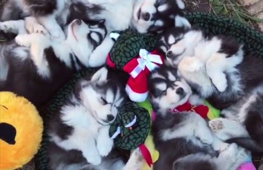 Husky Puppies Sleep in a Pile
