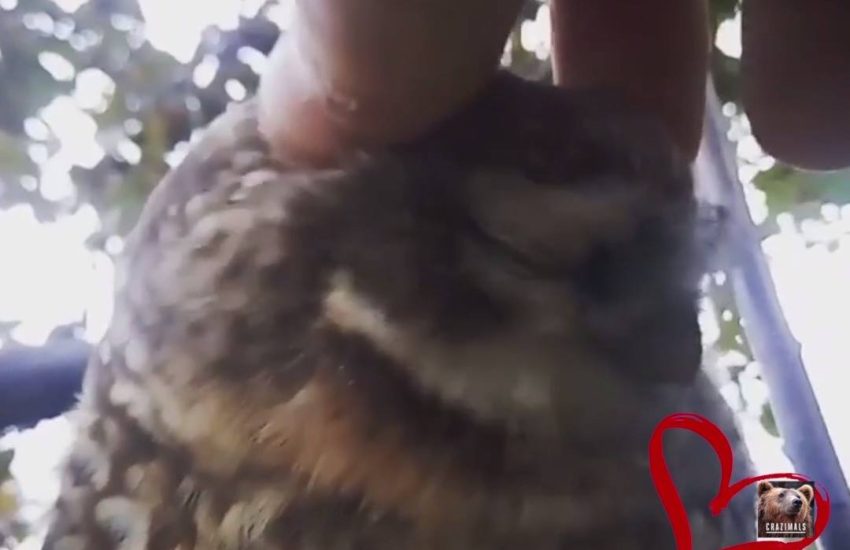 CRAZI-GRAM: Owl Be Your Valentine