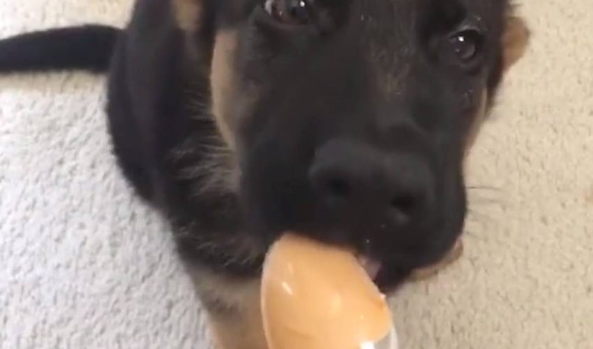 德國牧羊犬小狗有花生醬款待