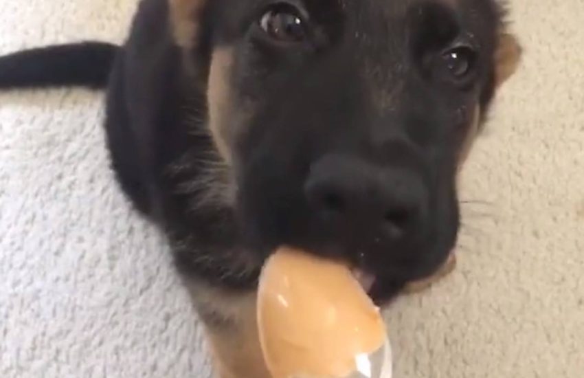 German Shepherd Puppy Has Peanut Butter Treat