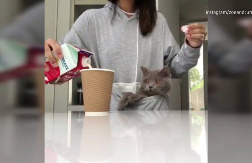 Morning Routine with a Cat
