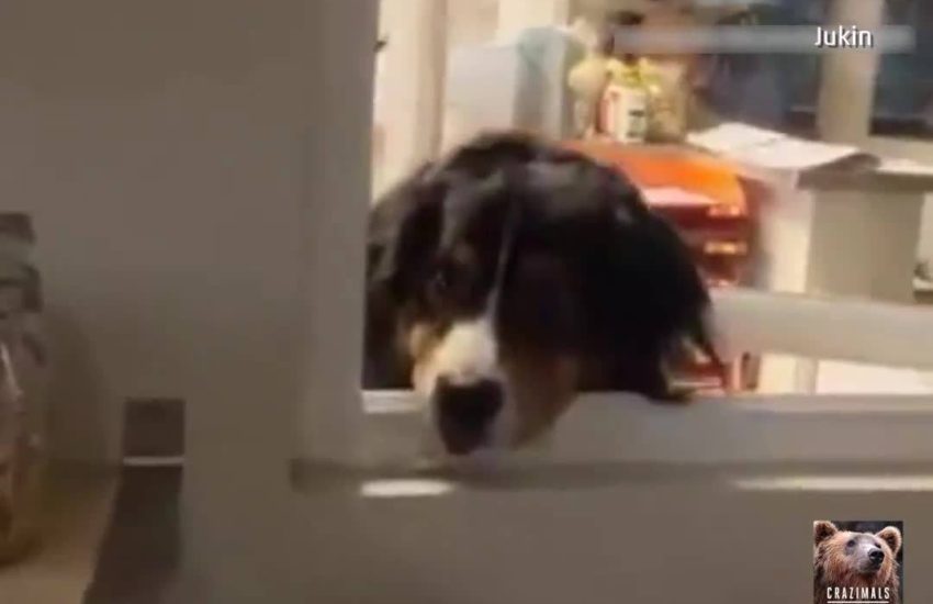 Dog Pops up for Cookie Jar