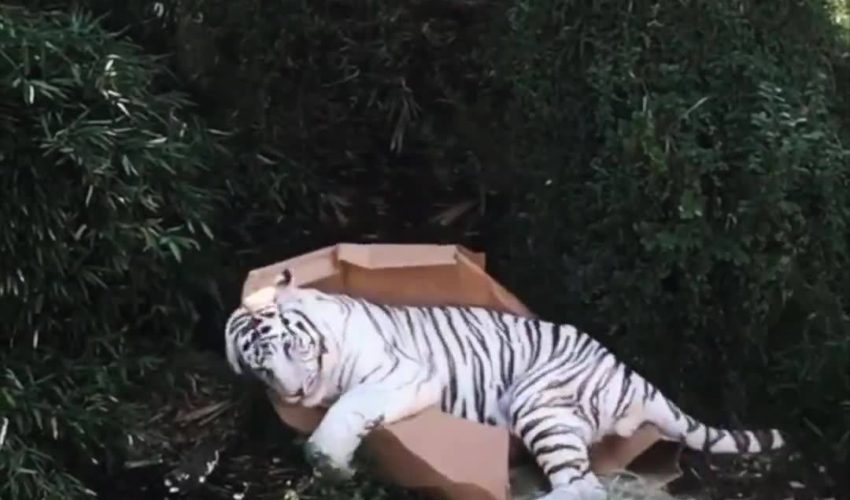 老虎玩紙板箱