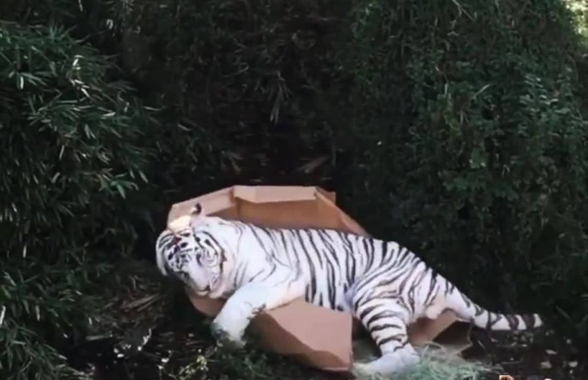 Tiger Plays with Cardboard Box