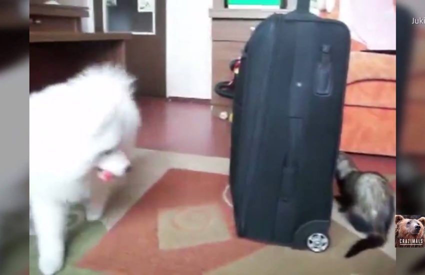 Ferret vs. Dog