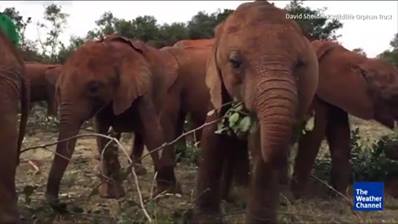 野生動物信託幫助孤兒動物
