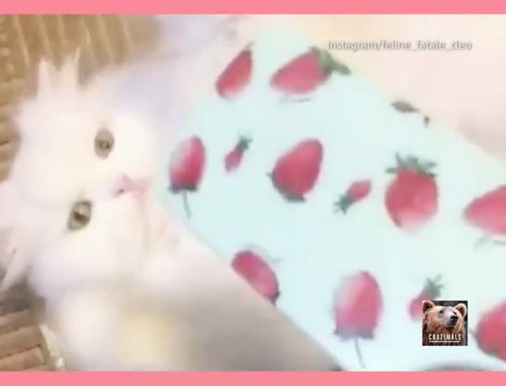 Fabulous Cat Doesn't Want to be Brushed