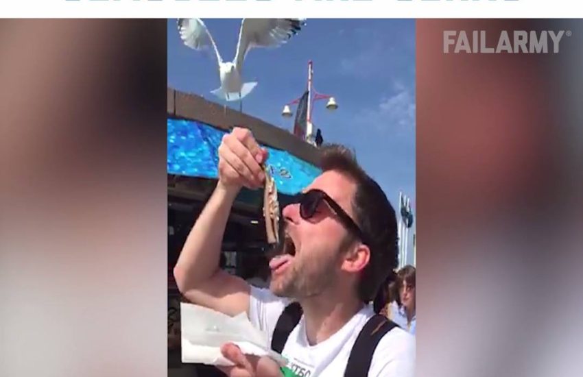 Seagull Fails