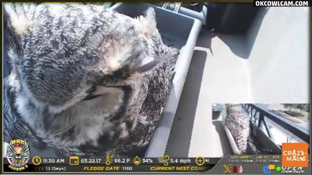 兩隻H鳥主宰大角貓頭鷹巢