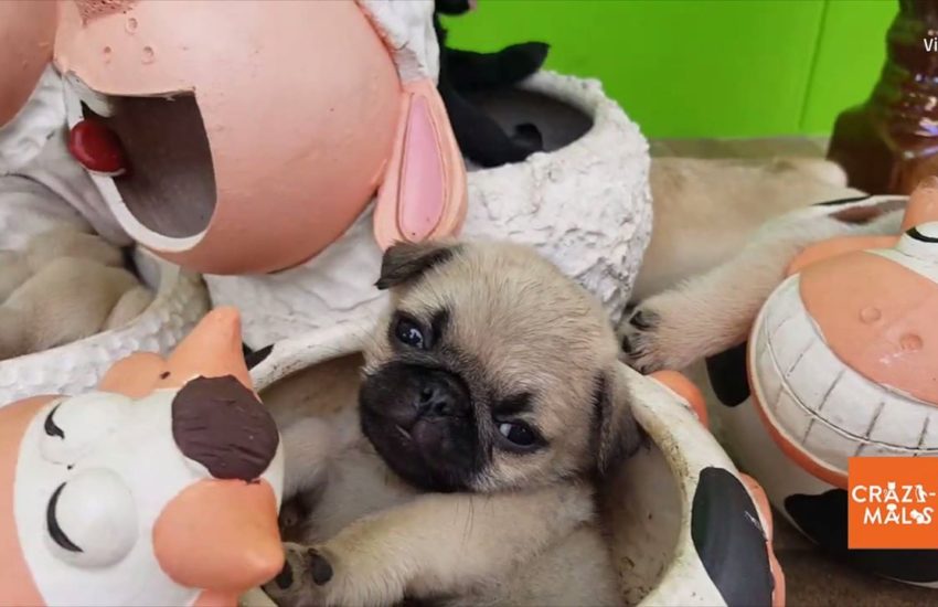 Pug Puppies Nap in Garden Pots
