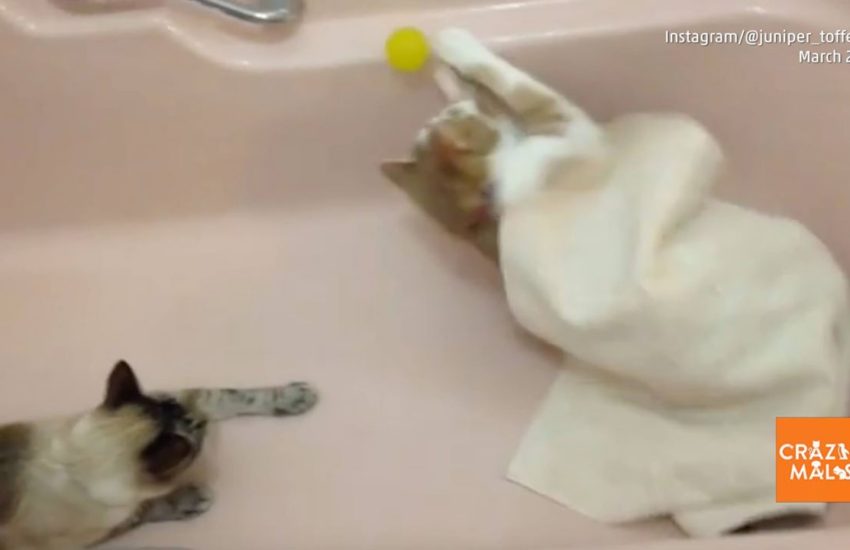 Cats Play in Bathtub