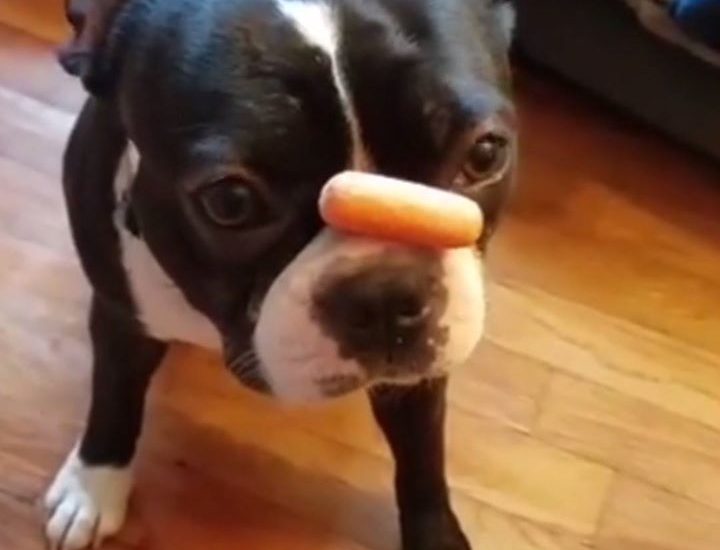 Boston Terrier Quickly Eats Treats