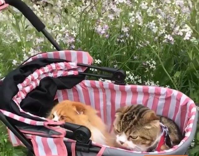 嬰兒車裡的貓享受春天