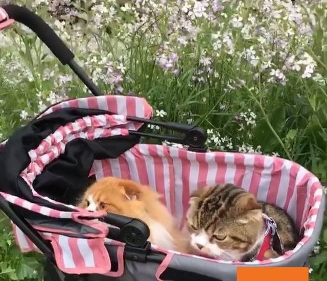 Cats in Stroller Enjoy Springtime