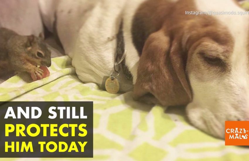 Quasimodo the Blind Rescue Squirrel