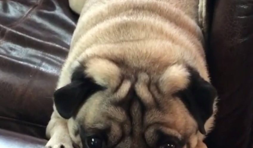 困Pug小狗