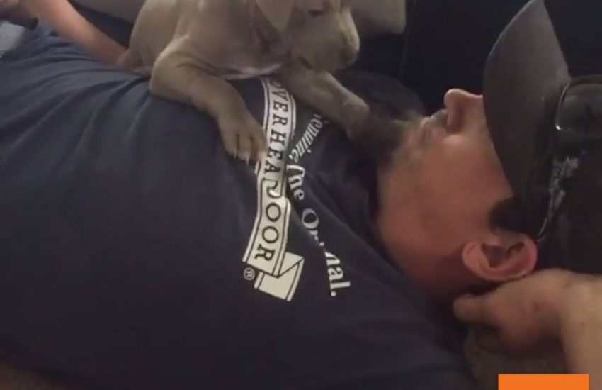 Puppy Attacks Owner's Beard