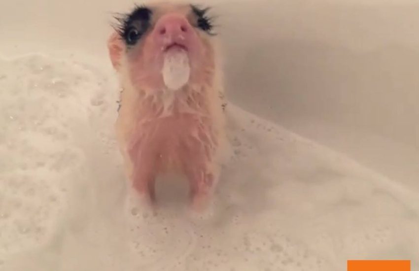 Piglet Takes Bubble Bath