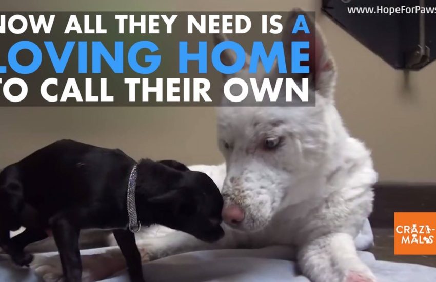 Dog Rescued from Trash Pile Now Loving Life