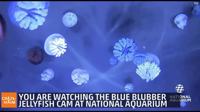 在國家水族館冷凍果凍