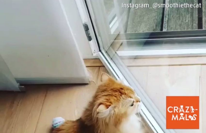 Cat Furrociously Paws at Window