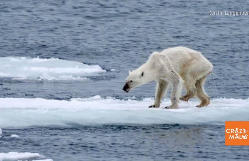 New Study Shows Polar Bears Are in Danger