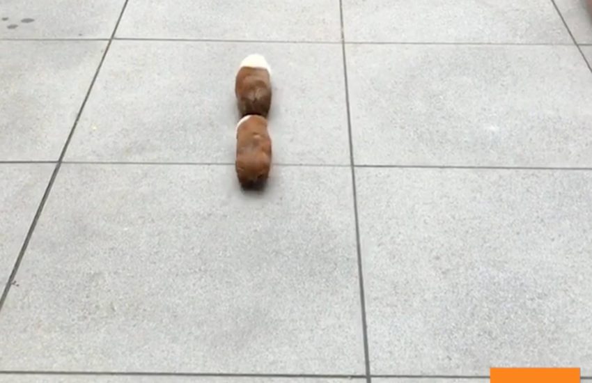 Guinea Pigs Race