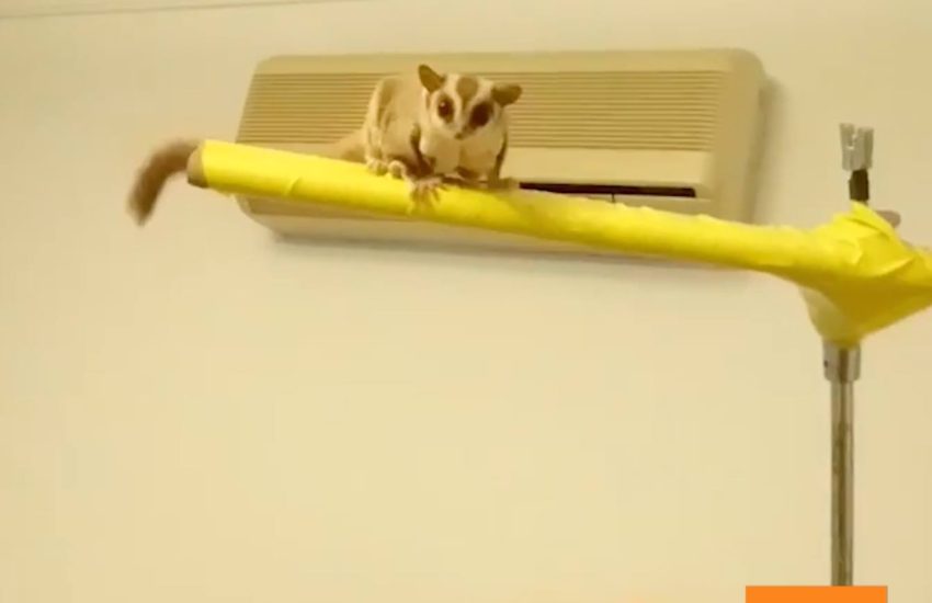 Sugar Gliders Show off Clicker Training Skills