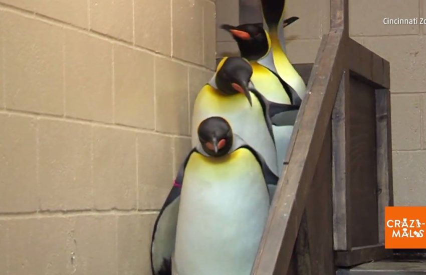 Penguins Waddle Down Ramp