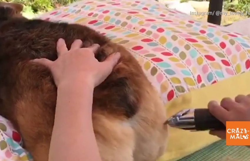 Corgis Will Be Corgis