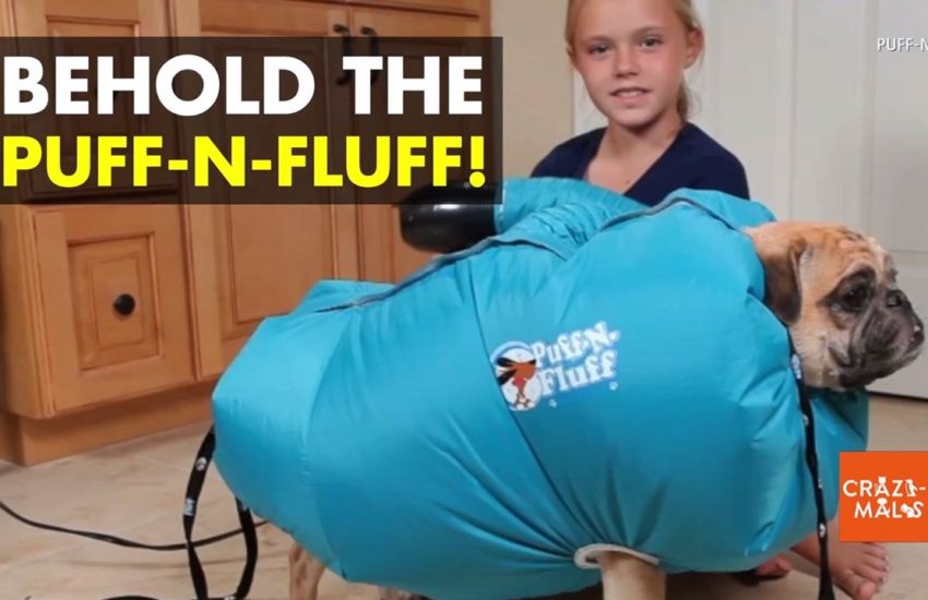 Girl Invents Dog Dryer