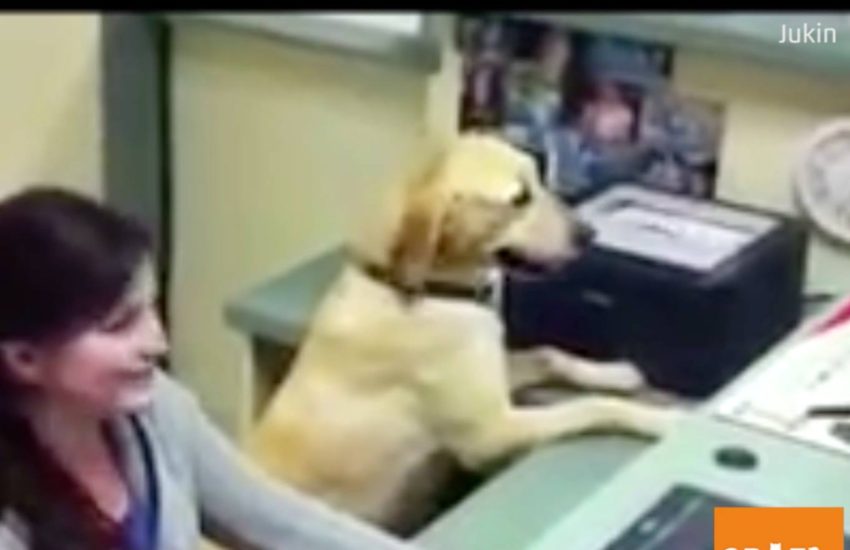 This Dog is a Very Good Vet Assistant
