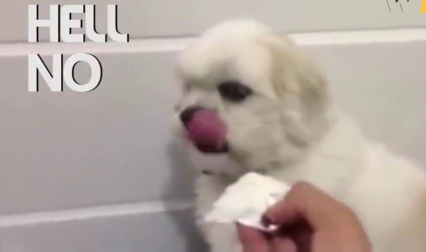 This dog knows exactly what it wants Watch more: www.thebearshit.com