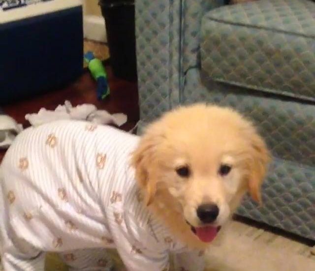 Fetch! Watch more: www.thebearshit.com