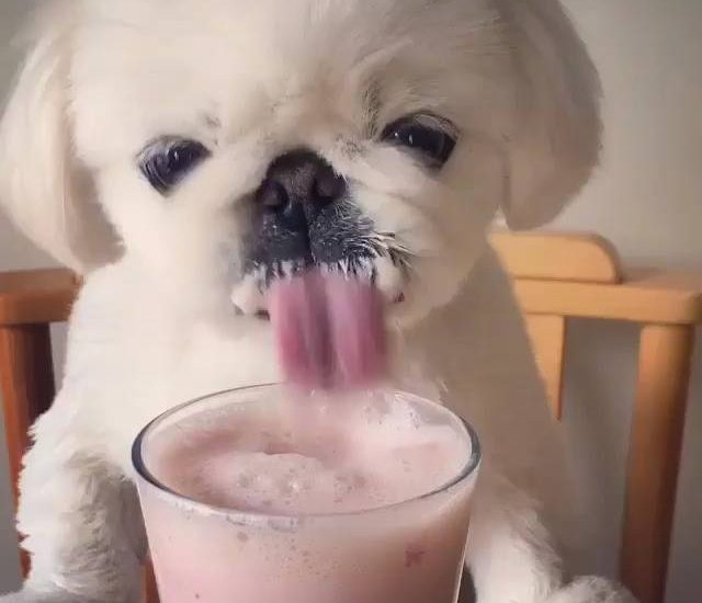 Mmmm.. smoothie Credit: @natsxx Watch more: www.thebearshit.com