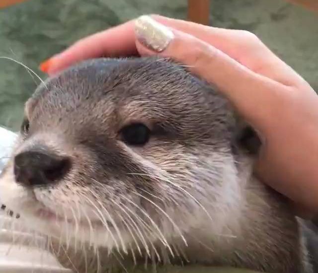 Cutest otter! Credit: @ponchan918 Watch more: www.thebearshit.com