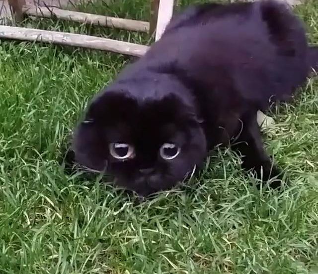 On the hunt Watch more: www.thebearshit.com