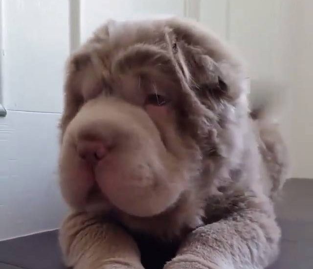 Oh hi there Watch more: www.thebearshit.com