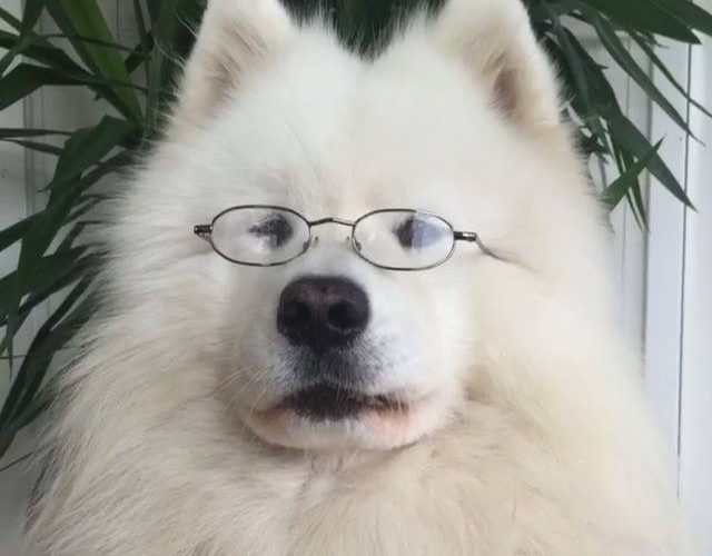 Smartie感謝：@samoyedmelker在thebearway.spreadshirt.com網站上獲得你的狗隊發球檯