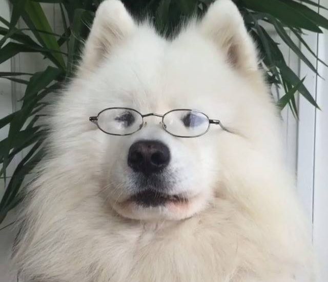 Smartie Credit: @samoyedmelker Get your dog squad tees at: thebearway.spreadshirt.com