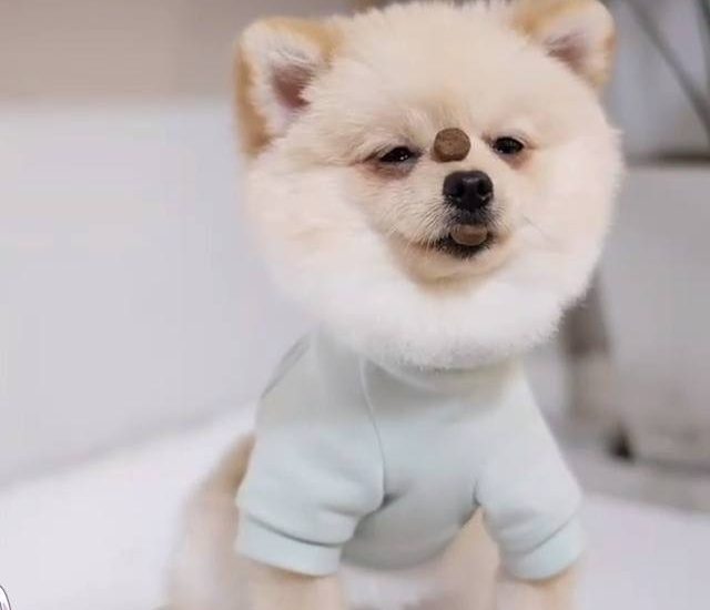 So well behaved Credit: @mujisama Get your dog squad tees at: thebearway.spreadshirt.com